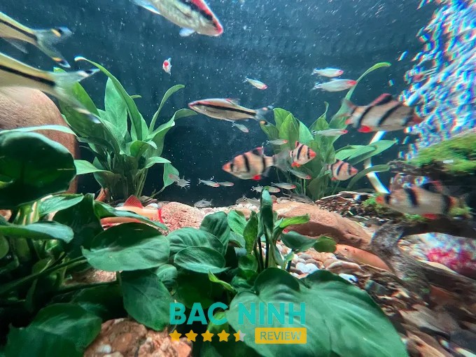 Trại Cá Cảnh Huy Lê Tiền Phong