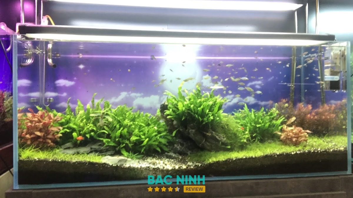 Nguyễn Du Aquarium hình ảnh 2