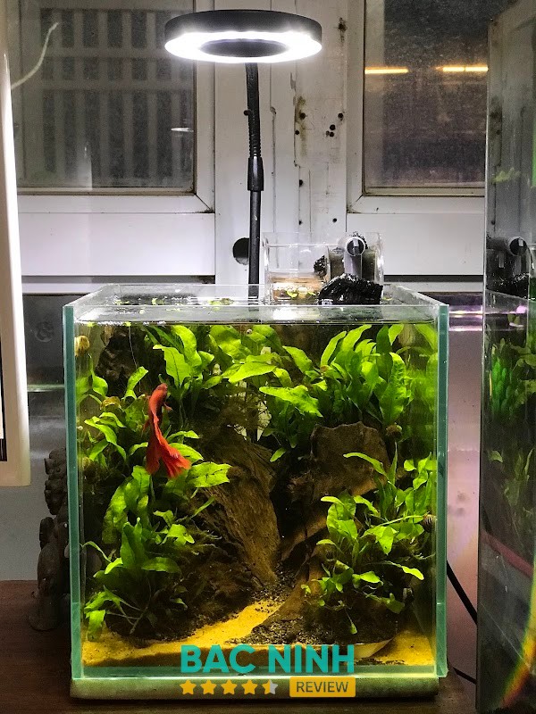 Cá Cảnh Thanh Hương hình ảnh 2