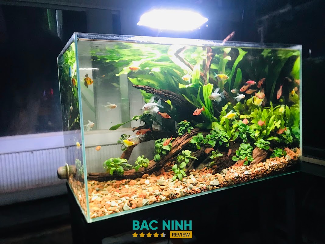 Cá Cảnh Thanh Hương hình ảnh 3