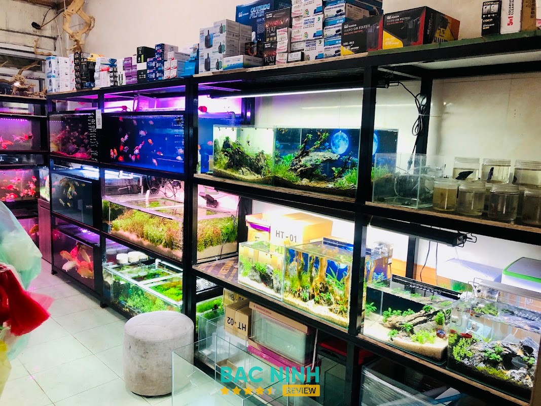 Cá Cảnh Boom Bắc Giang