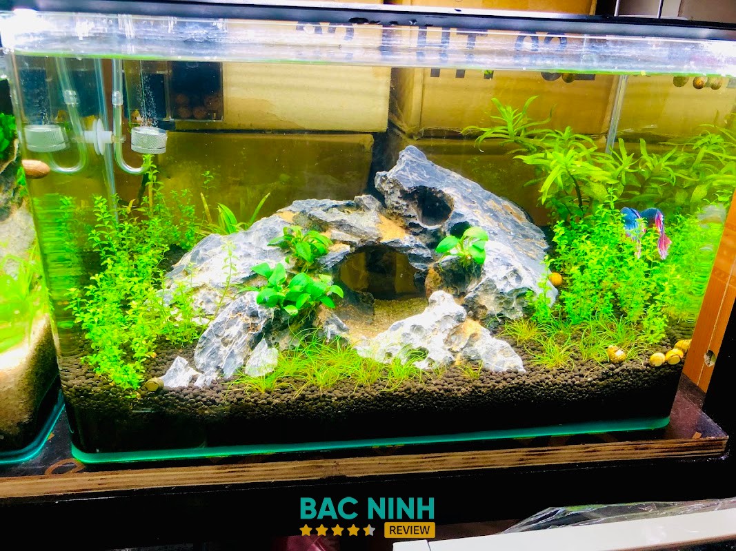 Cá Cảnh Boom hình ảnh 2