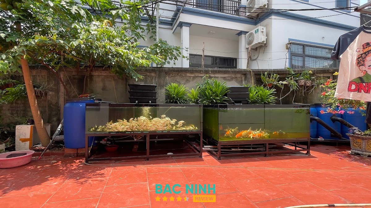 Cá Cảnh Lão Hạc Bắc Giang