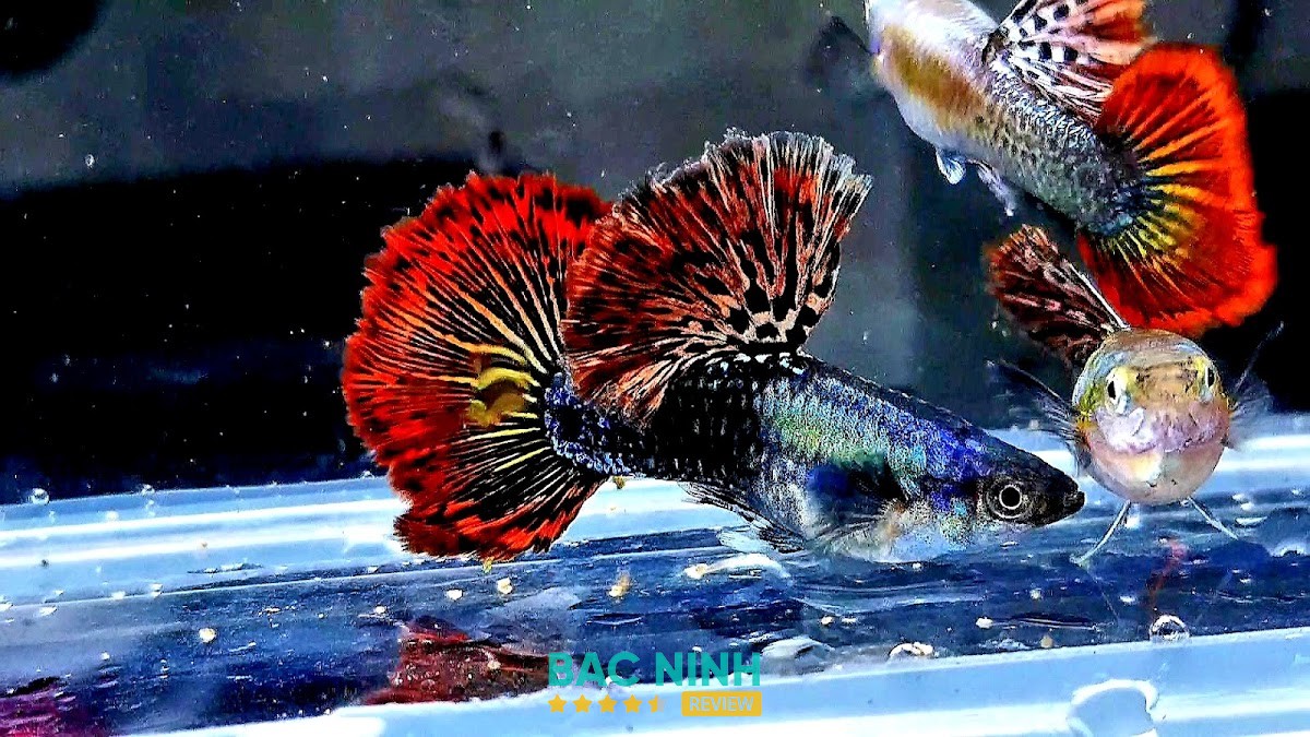 Cá Cảnh Lão Hạc hình ảnh 3
