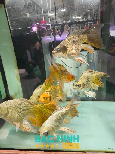 Trại Sinh Vật Cảnh Nam Sơn Bắc Ninh