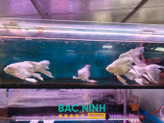 Trại Sinh Vật Cảnh – hình ảnh 2