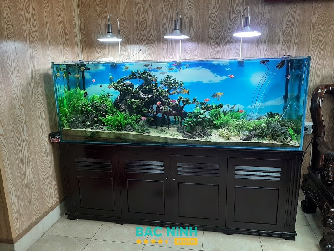 Aqua Cua - hình ảnh 3