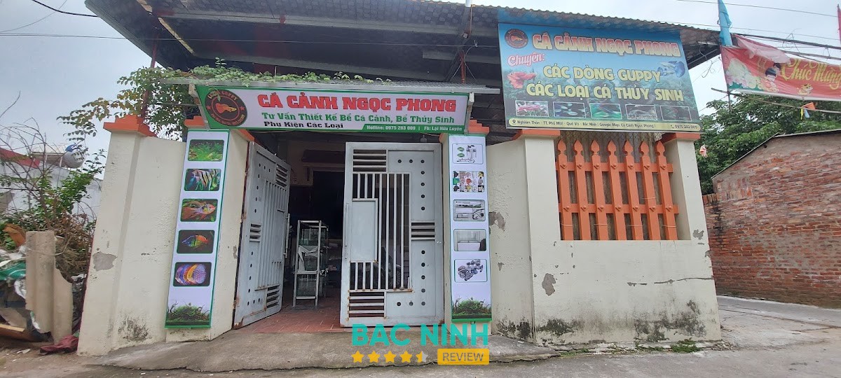 Cá Cảnh Ngọc Phong Quế Võ Bắc Ninh