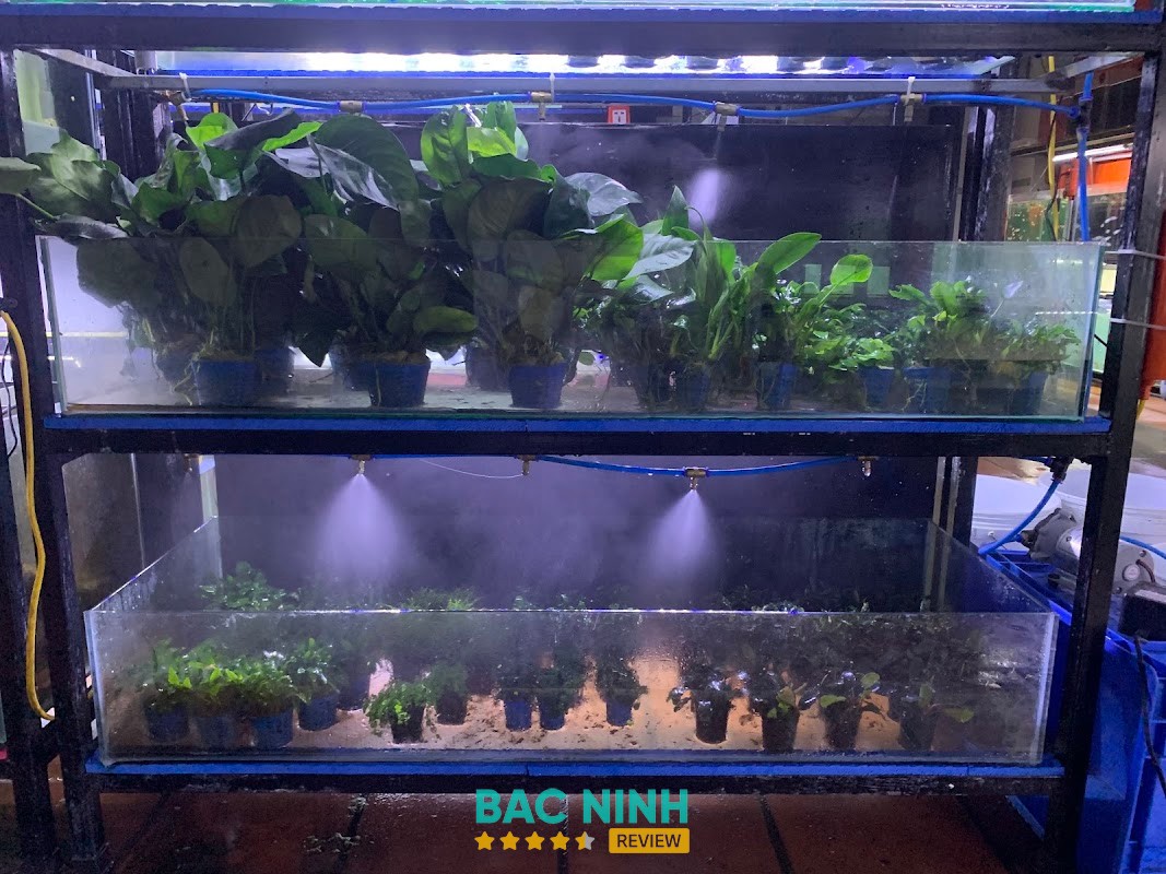 Cá Cảnh Ngọc Phong – hình ảnh 2