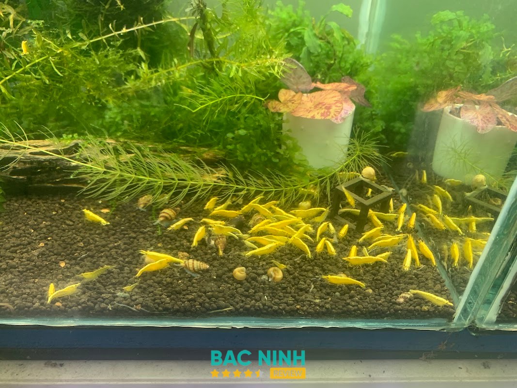 Cá Cảnh Ngọc Phong – hình ảnh 3