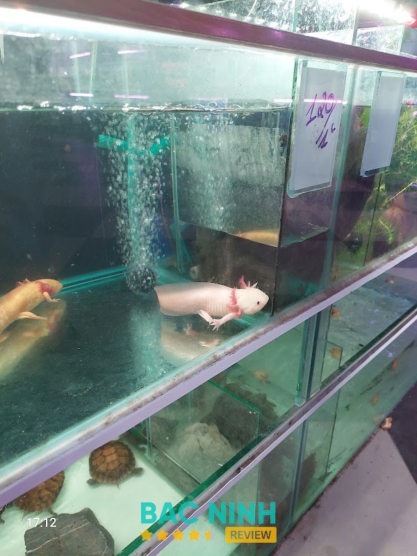 Trại Cá Cảnh Huy Lê Tiền Phong Bắc Ninh