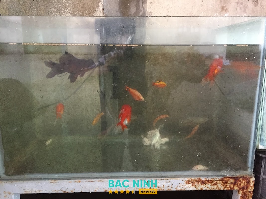 Trại Cá Cảnh Huy Lê – hình ảnh 3