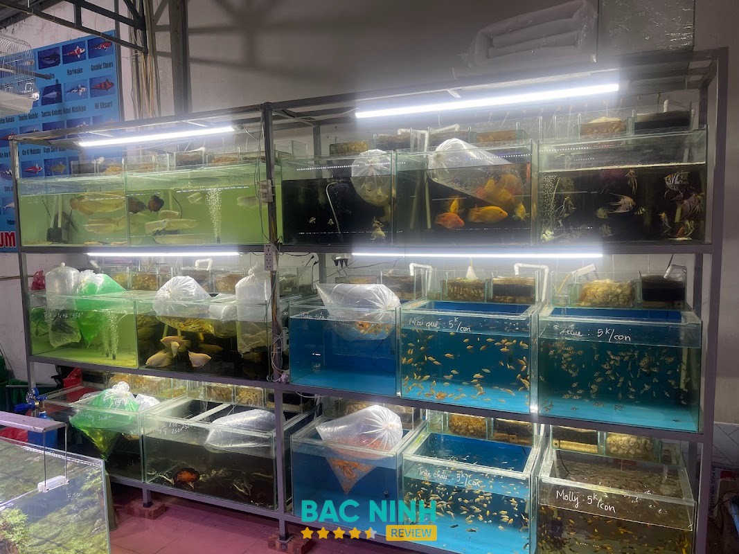 Cá Cảnh Thanh Ngọc – hình ảnh 2
