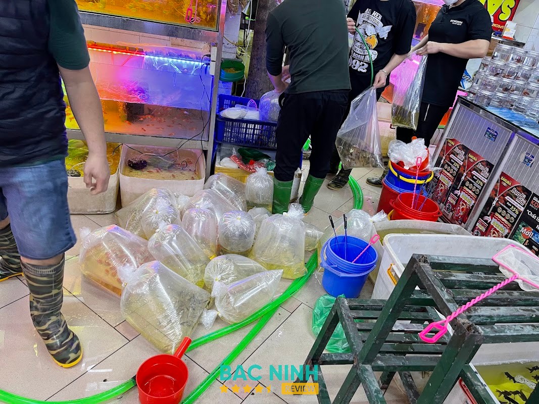 Cá Cảnh Thanh Ngọc – hình ảnh 3