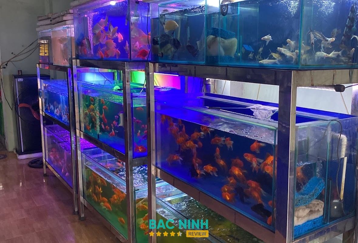 Cửa Hàng Cá Cảnh TP Bắc Ninh - A Bích – hình ảnh 2