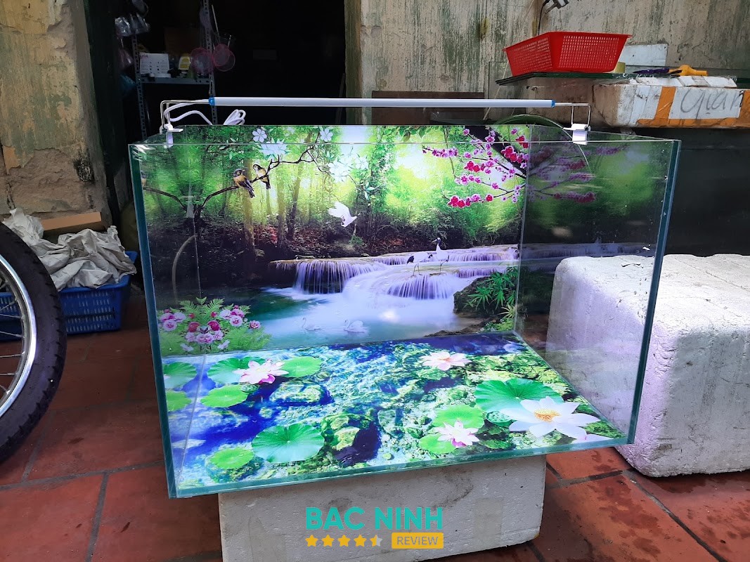 Aqua Cua - Thủy Sinh Cá Cảnh Bắc Ninh hình ảnh 2