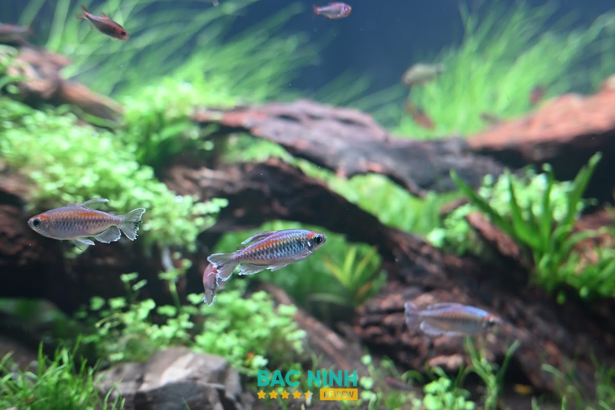 Mần Greenlab hình ảnh 2