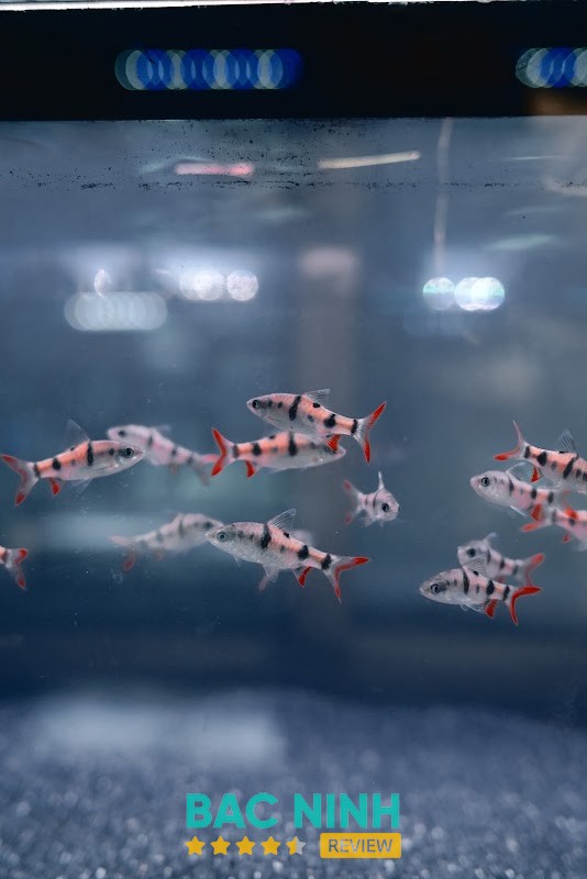 Mần Greenlab hình ảnh 3
