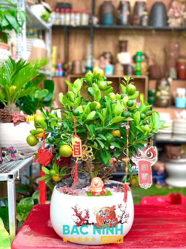 Các loại cây tại Cây Cảnh Bắc Ninh