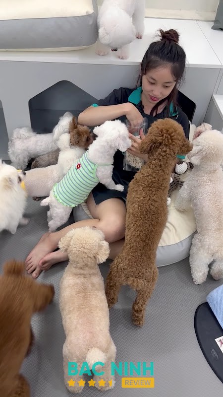 Gumi Pet Shop Bắc Ninh - hình ảnh 2