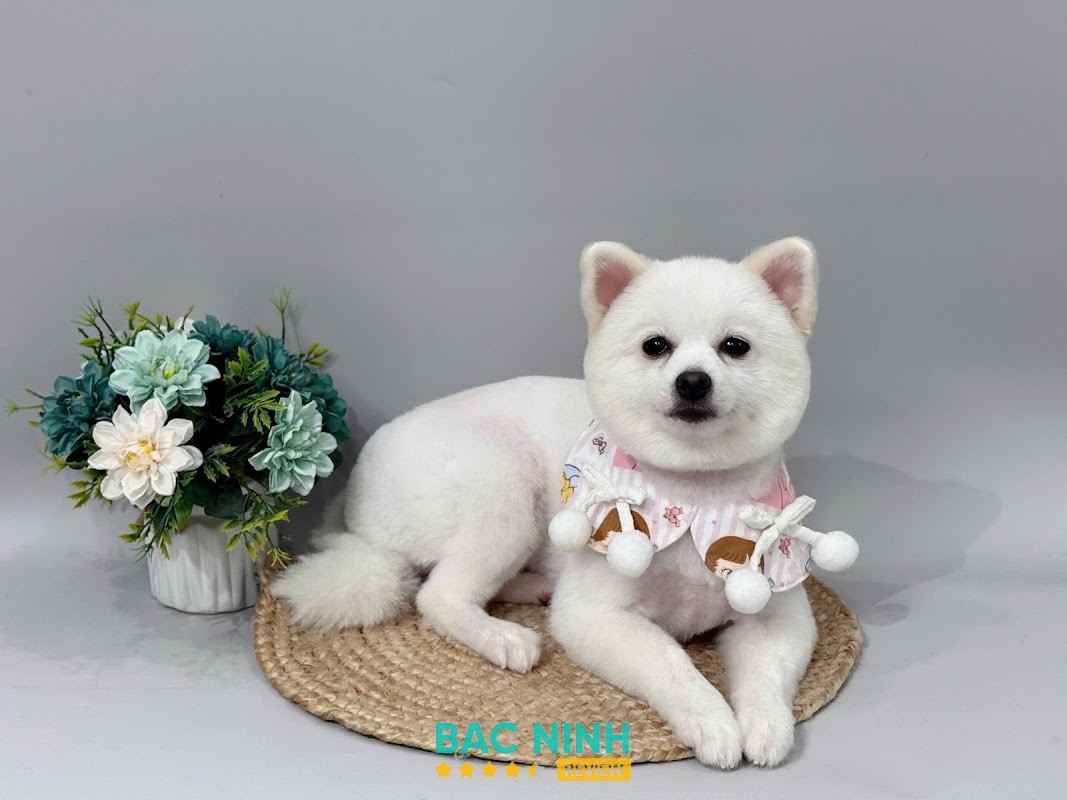 Gumi Pet Shop Bắc Ninh - hình ảnh 3
