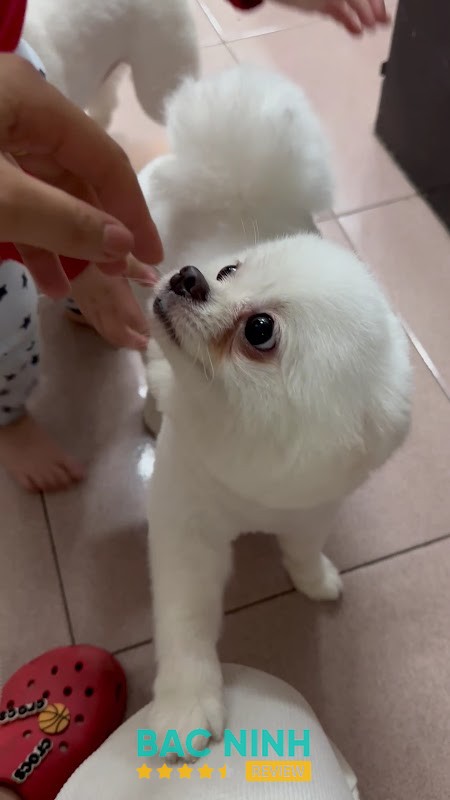 Milo Pet Shop Bắc Ninh - hình ảnh 2