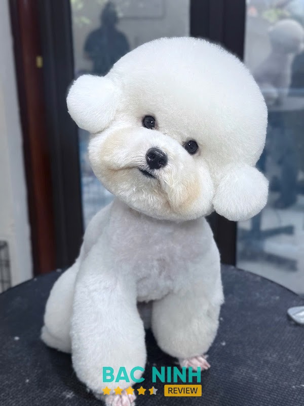 Gumi Pet Shop tại Võ Cường
