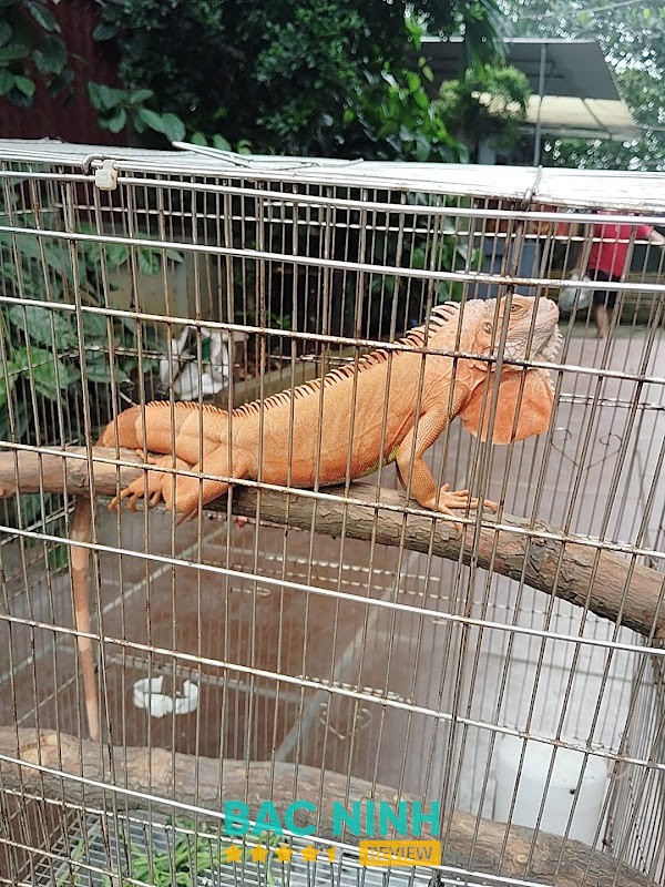 Nem Bùi Chú Mười Bắc Ninh