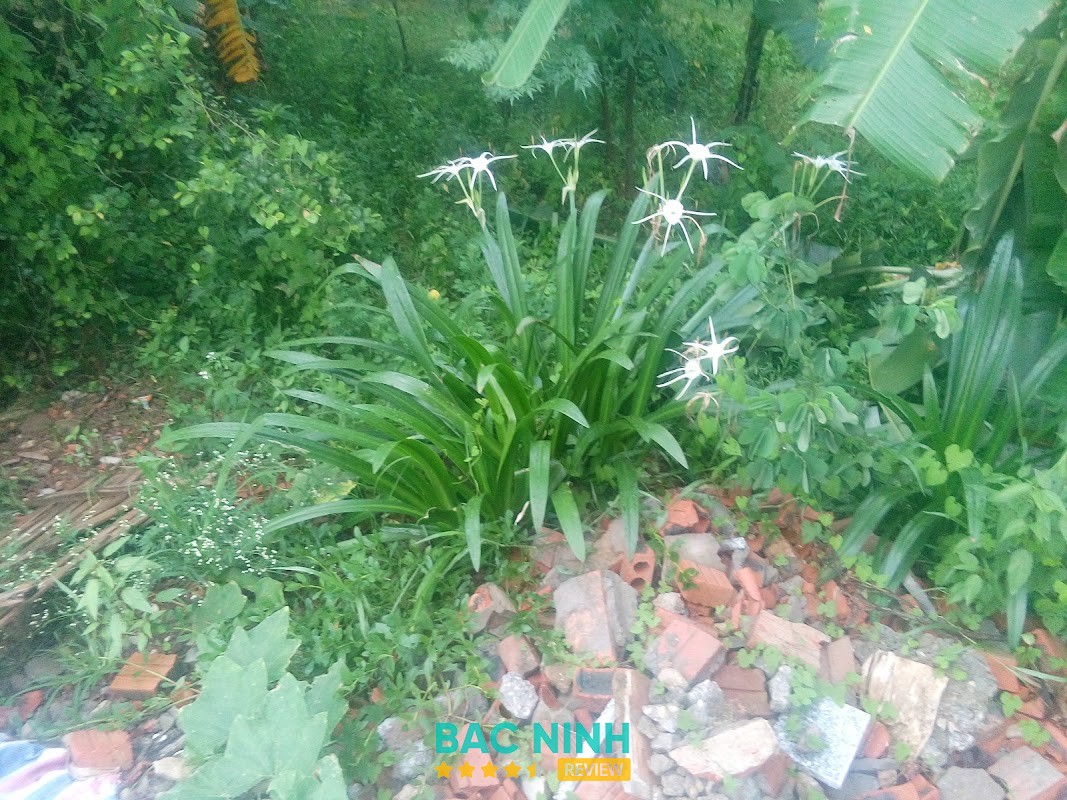 Phòng Y Học Cổ Truyền Ông Lang Huệ – hình ảnh 3