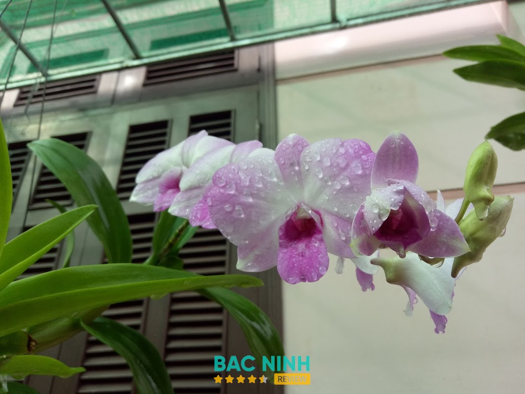 Chuyên Khoa Mắt Bác Sỹ Lợi tại Lê Hồng Phong