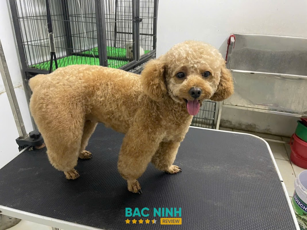 Bệnh viện thú y An Bình - Bắc Giang Bắc Giang