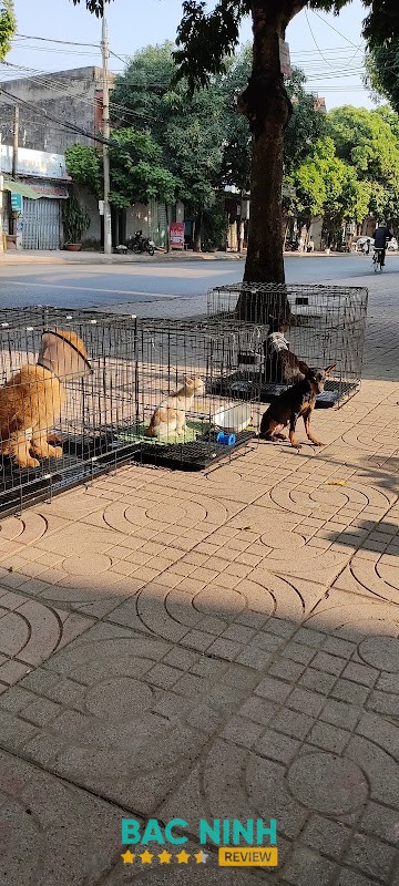 Phòng Khám Thú Y Bắc Giang - Bác sĩ HẢI – hình ảnh 2