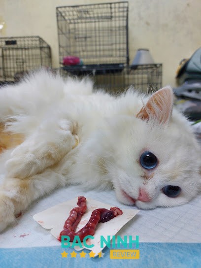 Bệnh Viện Thú Y HomePet Bắc Ninh – 20B Trần Hưng Đạo, Khu 2, Võ Cường, Bắc Ninh 16000, Việt Nam
