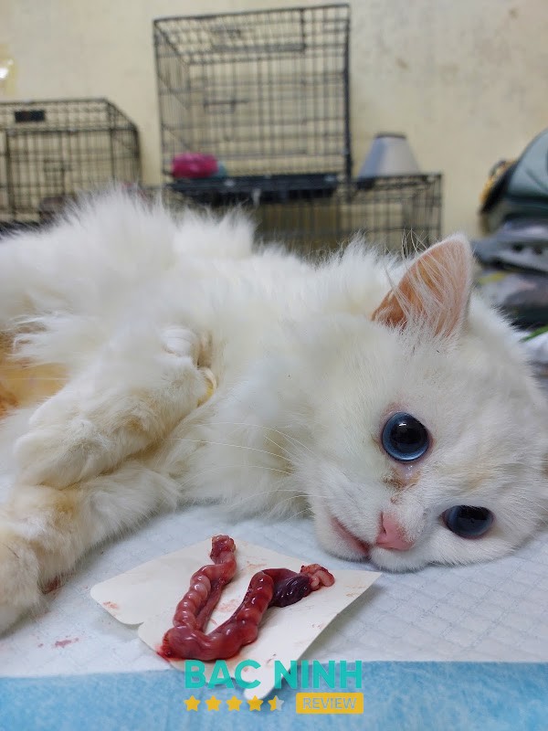 Bệnh Viện Thú Y HomePet Bắc Ninh tại Võ Cường
