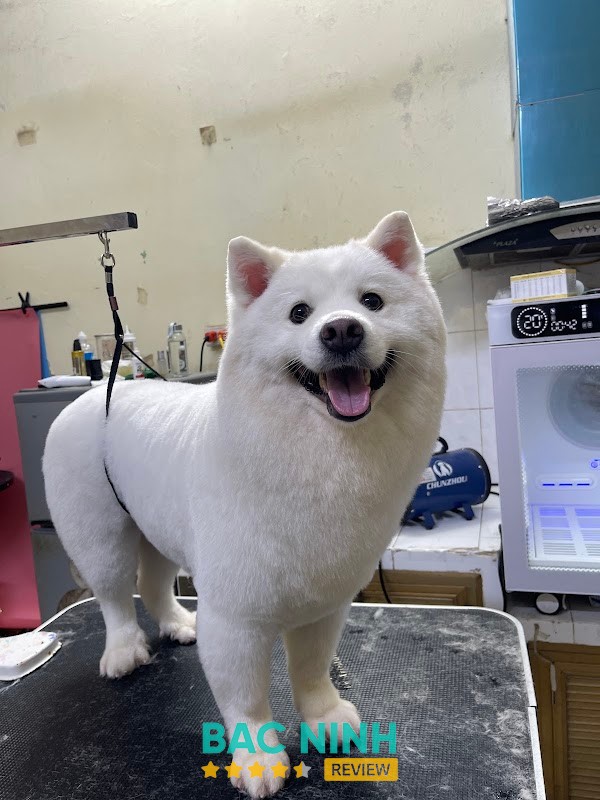 Bệnh Viện Thú Y HomePet Bắc Ninh – hình ảnh 2