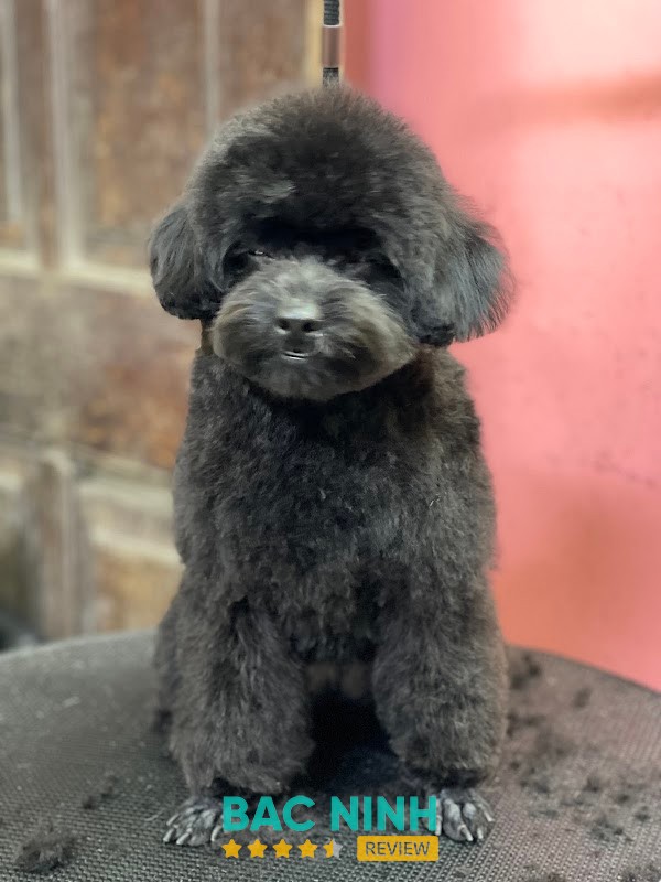 Bệnh Viện Thú Y HomePet Bắc Ninh – hình ảnh 3
