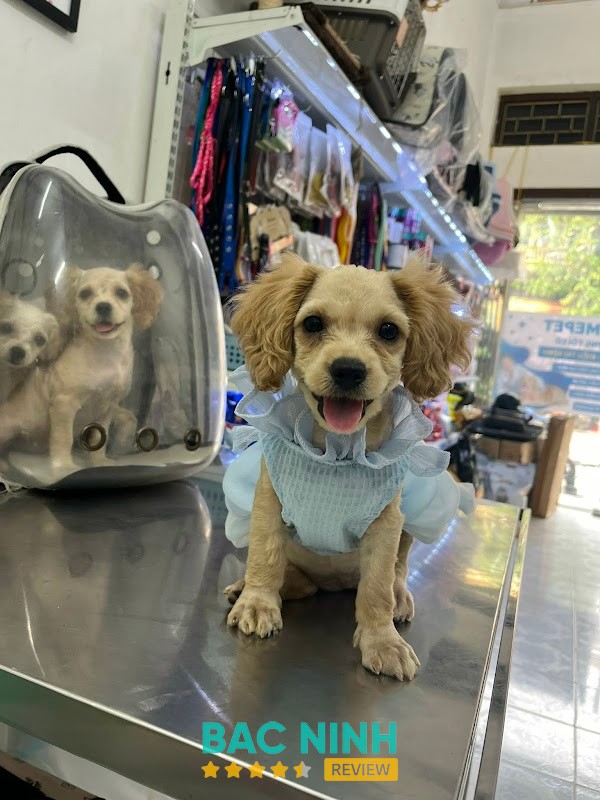 Bệnh Viện Thú Y HomePet - Cơ sở Võ Cường