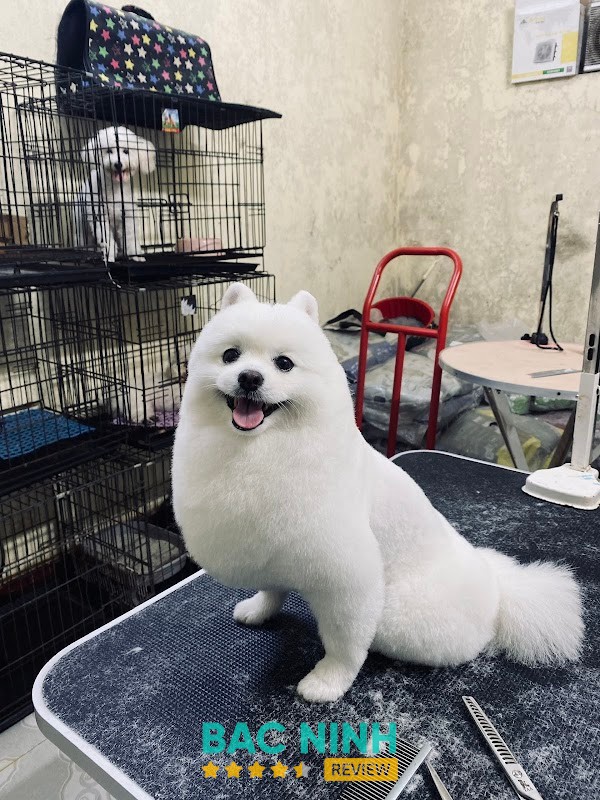 Bệnh Viện Thú Y HomePet - Cơ sở Võ Cường – hình ảnh 2