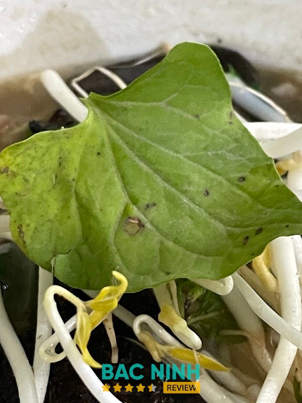 Quán Phở Gan Cháy Mạnh Linh - hình ảnh 3