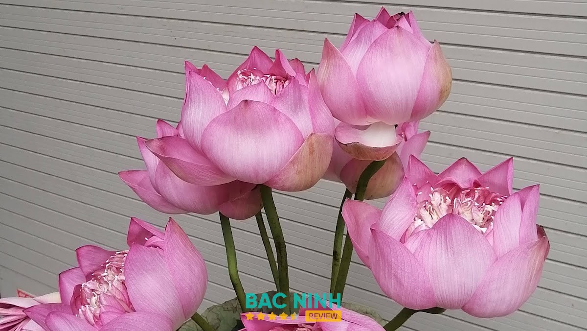 Shop Hoa Tươi Từ Sơn - Sen Flowers – hình ảnh 2