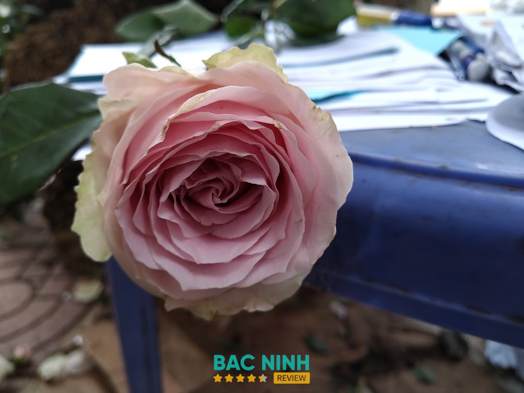 Hoa Tươi Thắng Thảo – hình ảnh 2