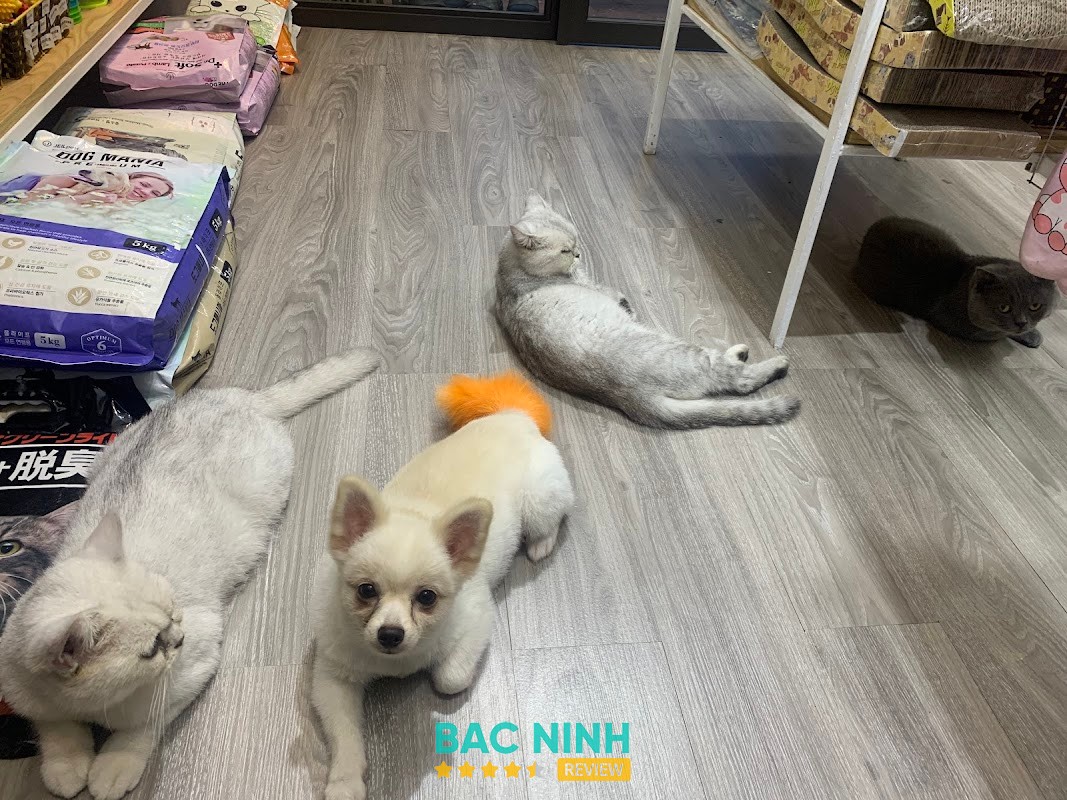 T-Pet cửa hàng thú cưng – hình ảnh 2